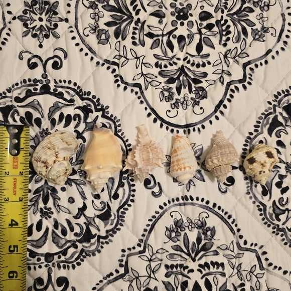 Assorted Seashell Collection 16 Pieces - Picture 8 of 11